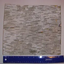 Birkenrinde Blatt 10 "x 10"