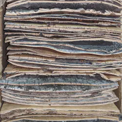 Birkenrinde Blatt 10 "x 10"